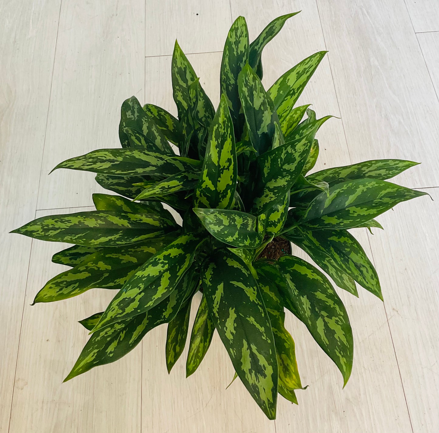 Aglaonema Maria 6”