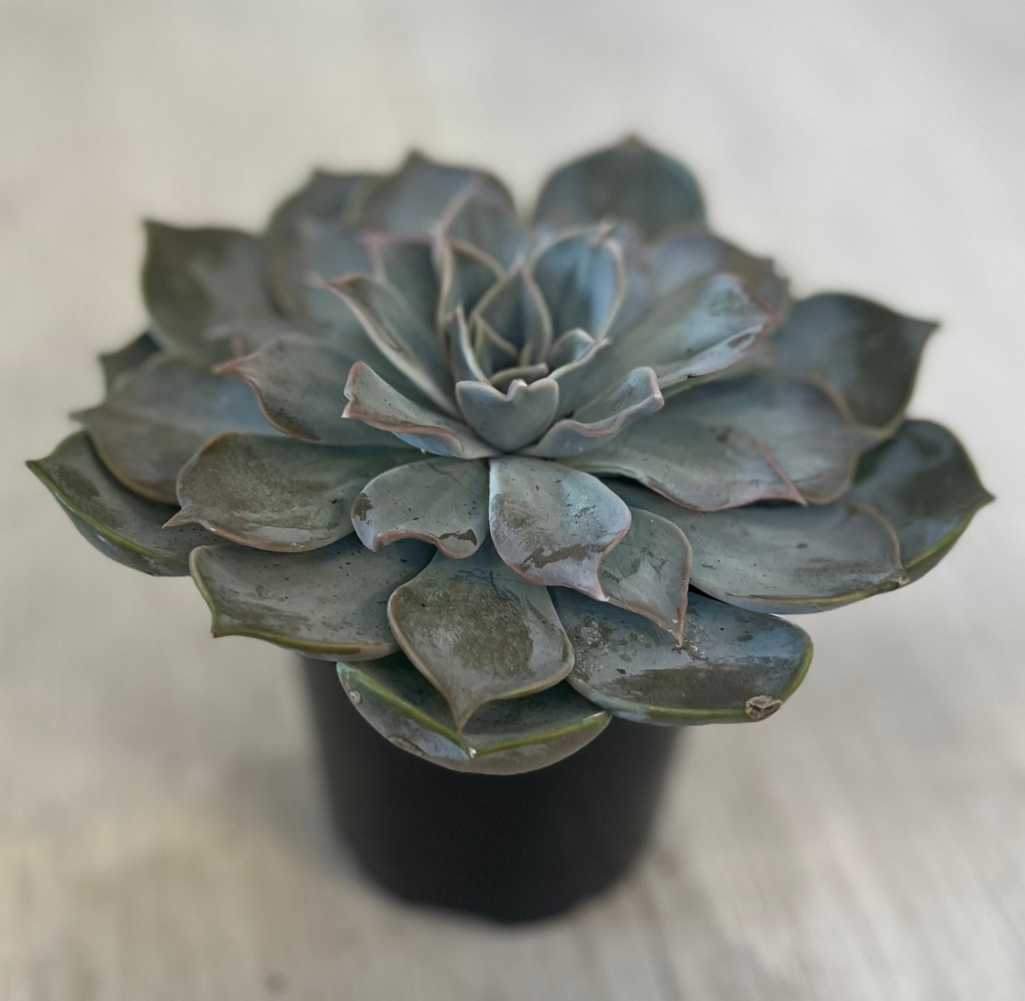 Succulents - Assorted 4"