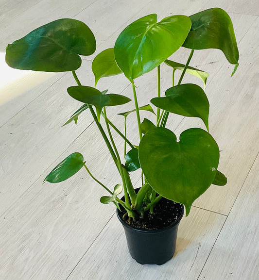 Monstera Deliciosa 4”