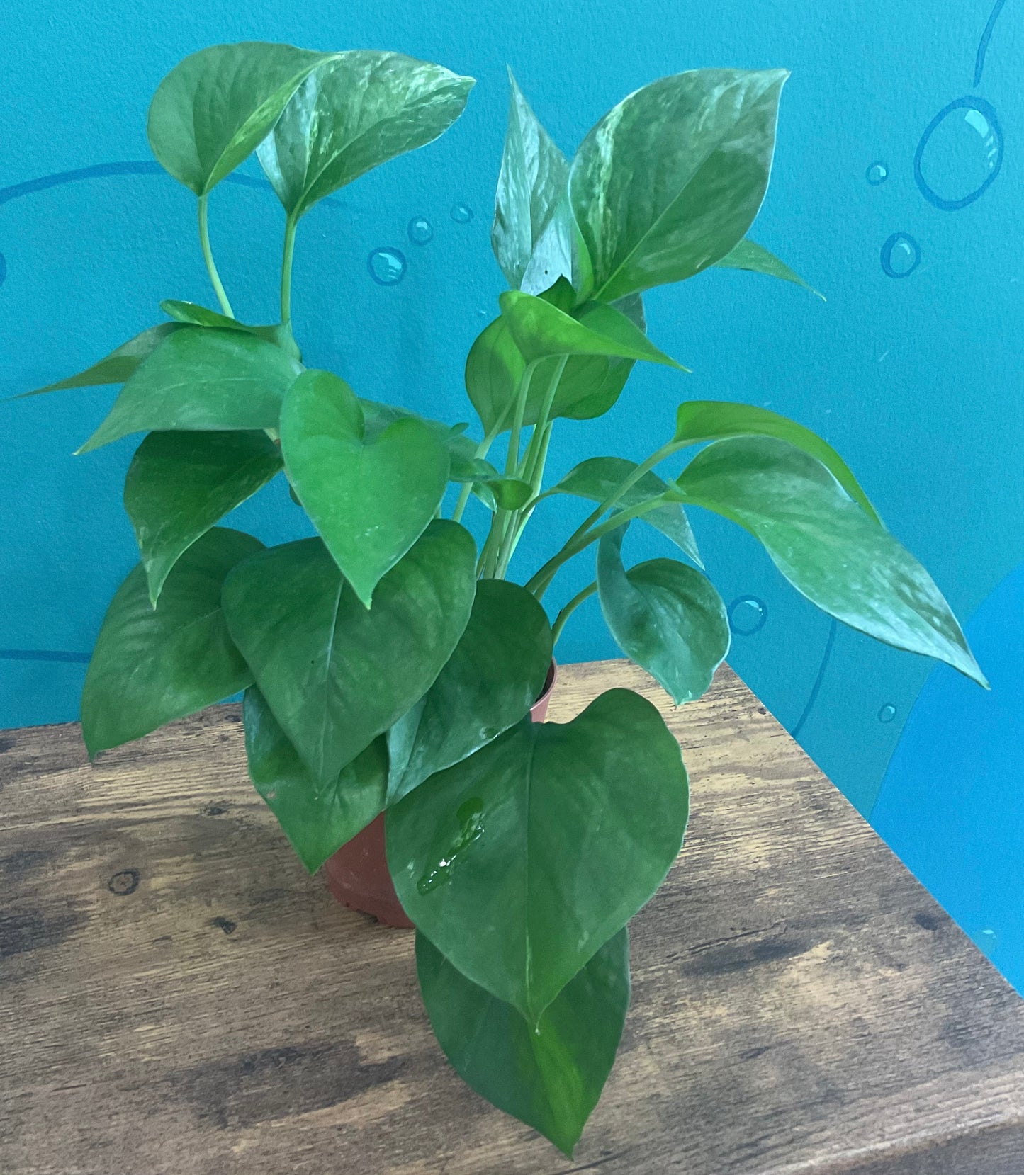 Pothos Jade 4”