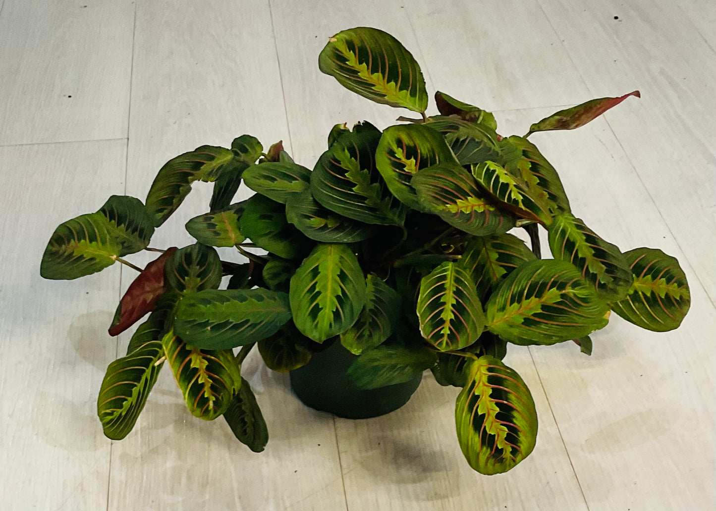 Prayer Plant Red 6”