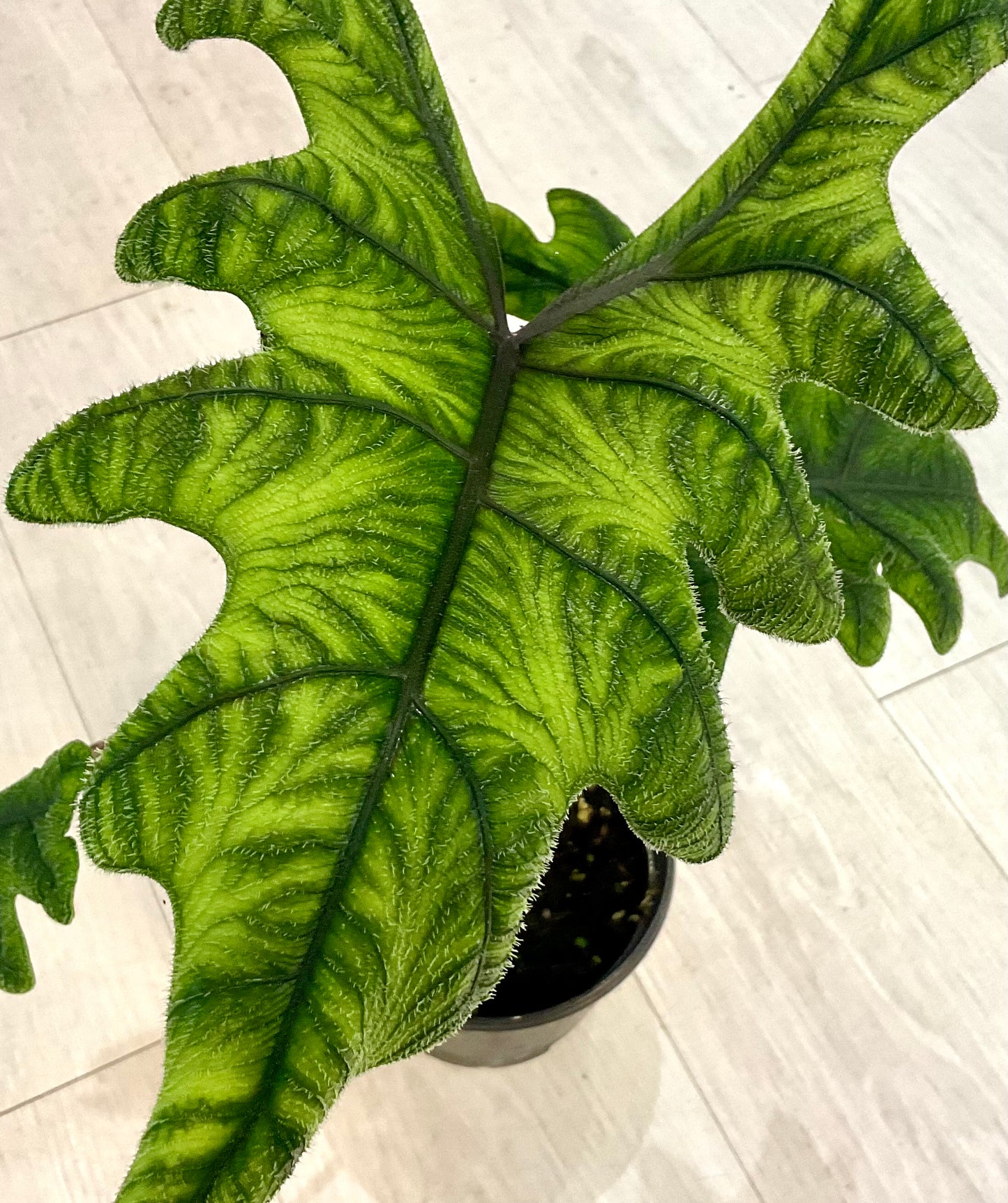 Alocasia Jacklyn 6"