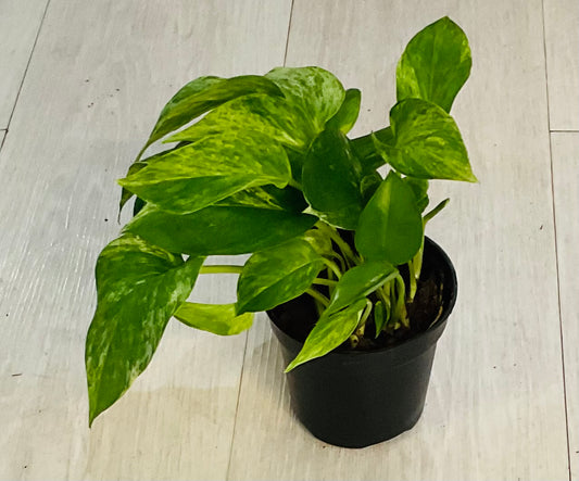 Pothos Marble Queen 4”