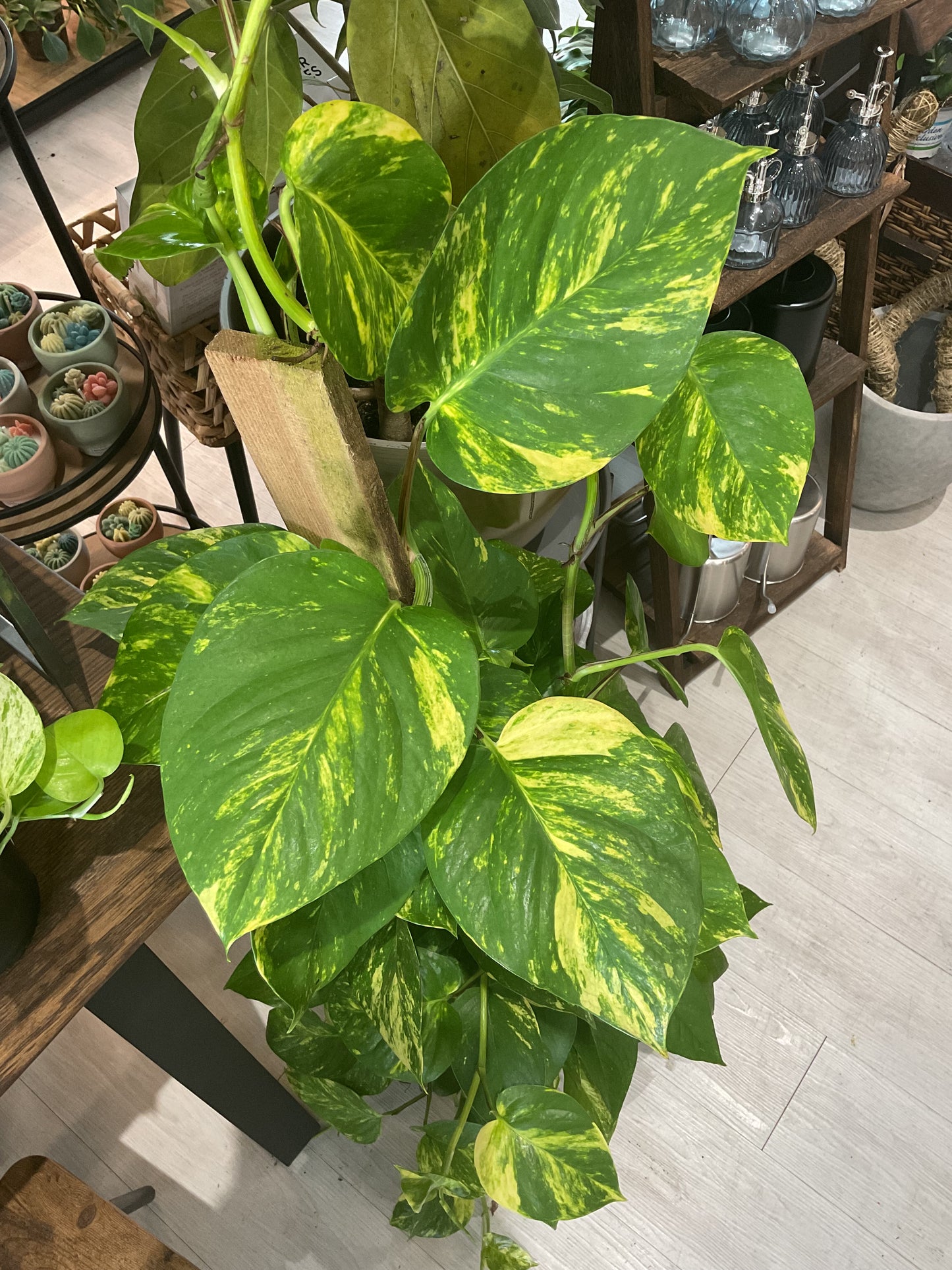 Pothos Golden 10”