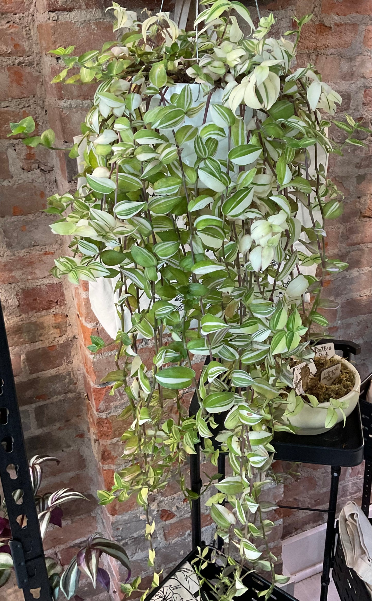 Tradescantia Tricolor Hanging Basket 6”