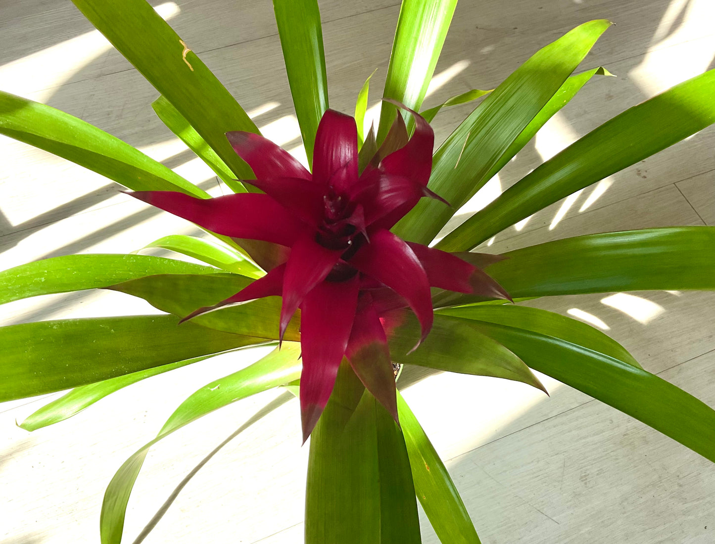 Bromeliad 4”