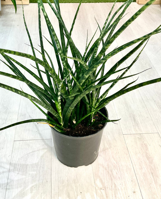 Snake Plant- Fernwood 10”