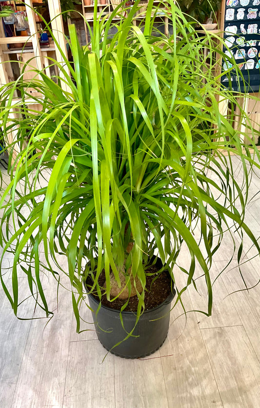 Ponytail Palm 14”