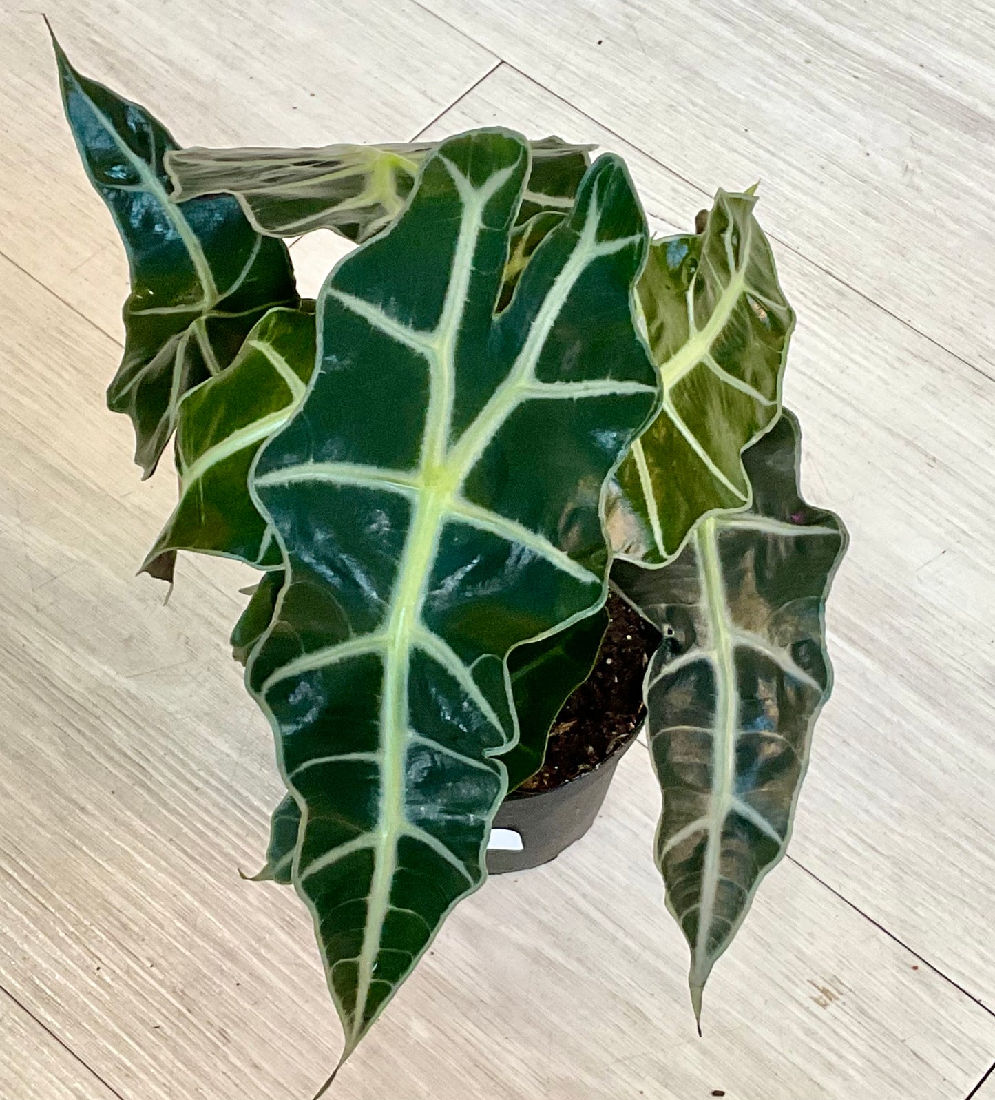 Alocasia Polly 4"