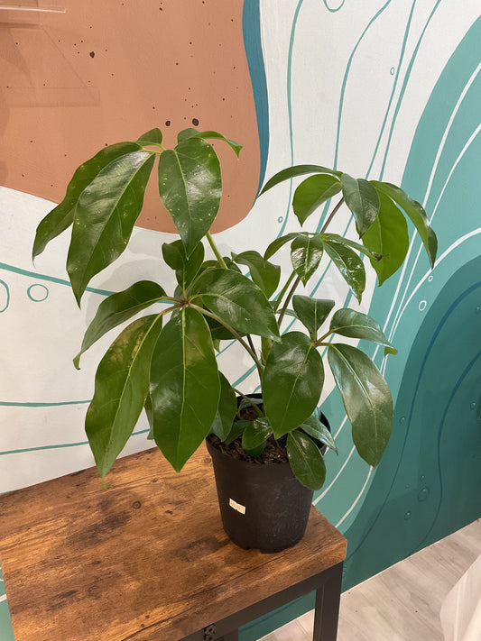 Schefflera Amate 6”