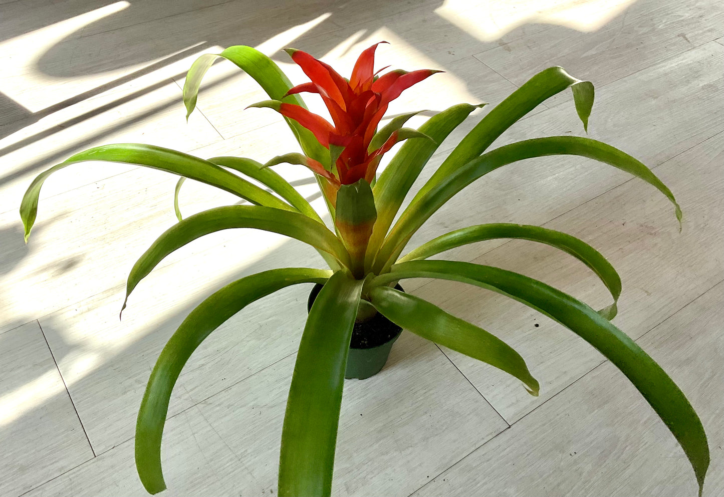 Bromeliad 4”