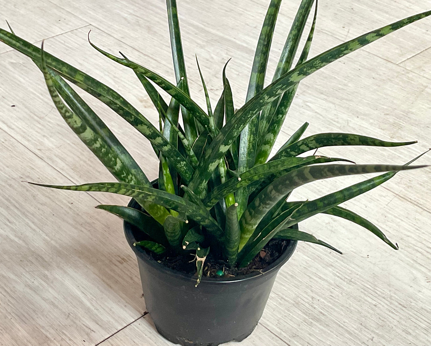 Snake Plant 4”