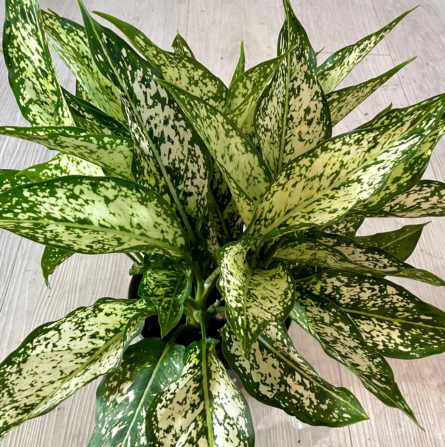 Aglaonema Spring Snow 6"