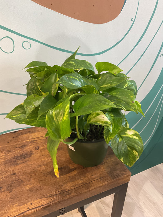 Pothos Golden 6”