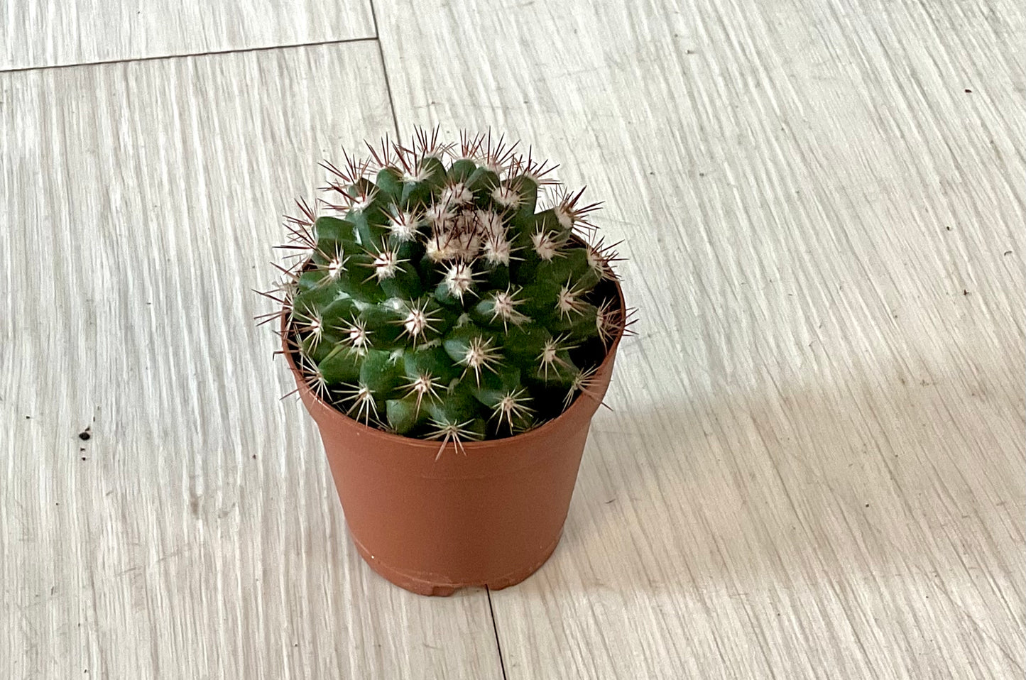 Cactus 2"