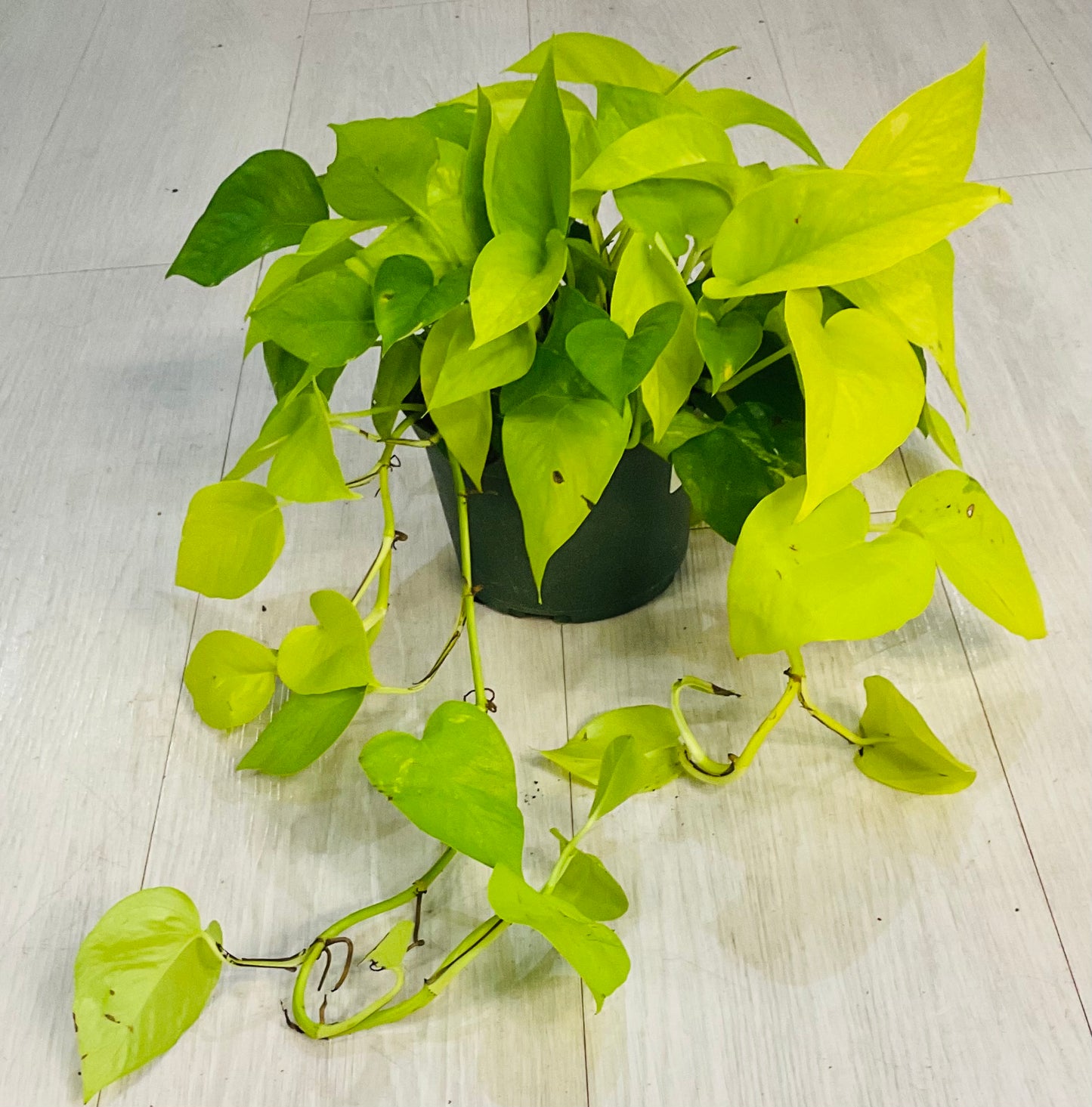 Pothos Neon 6”