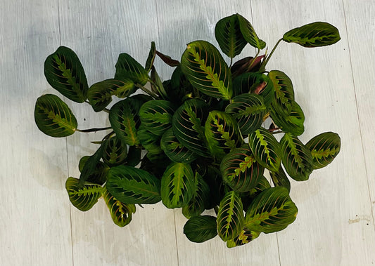 Prayer Plant Red 6”