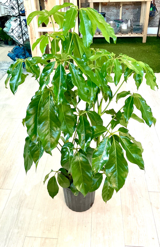 Schefflera Amate 8"