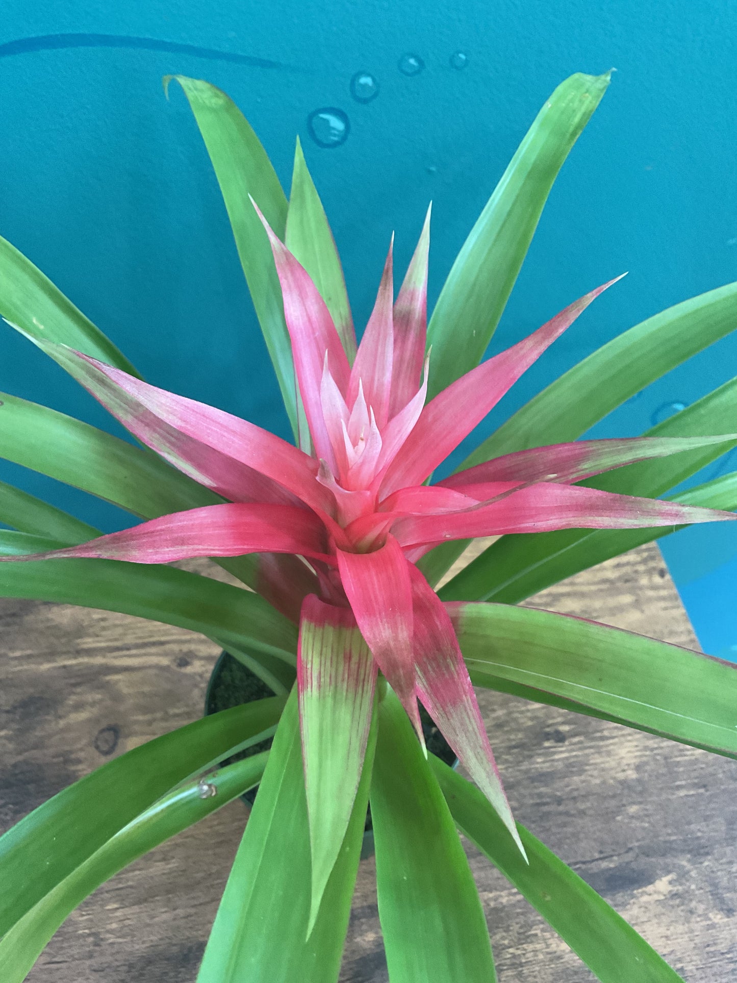 Bromeliad 4”