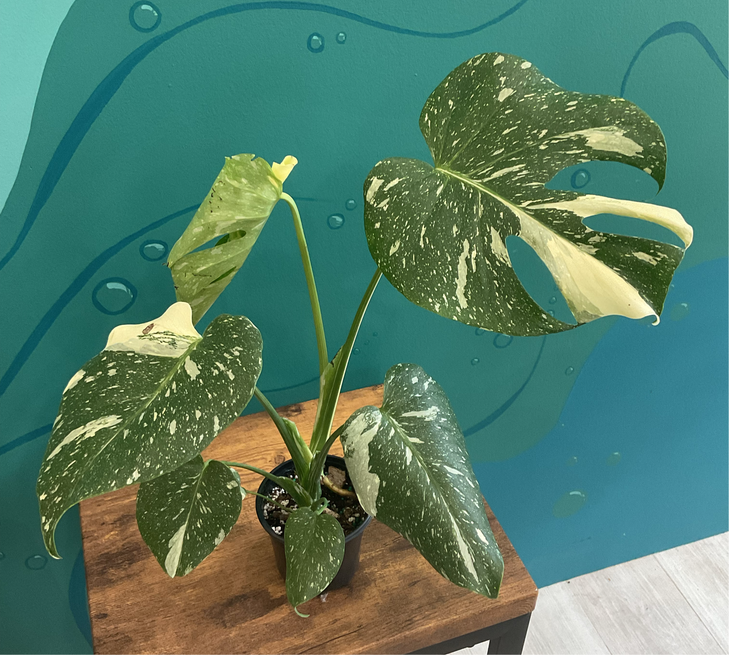 Monstera Thai Constellation 4”