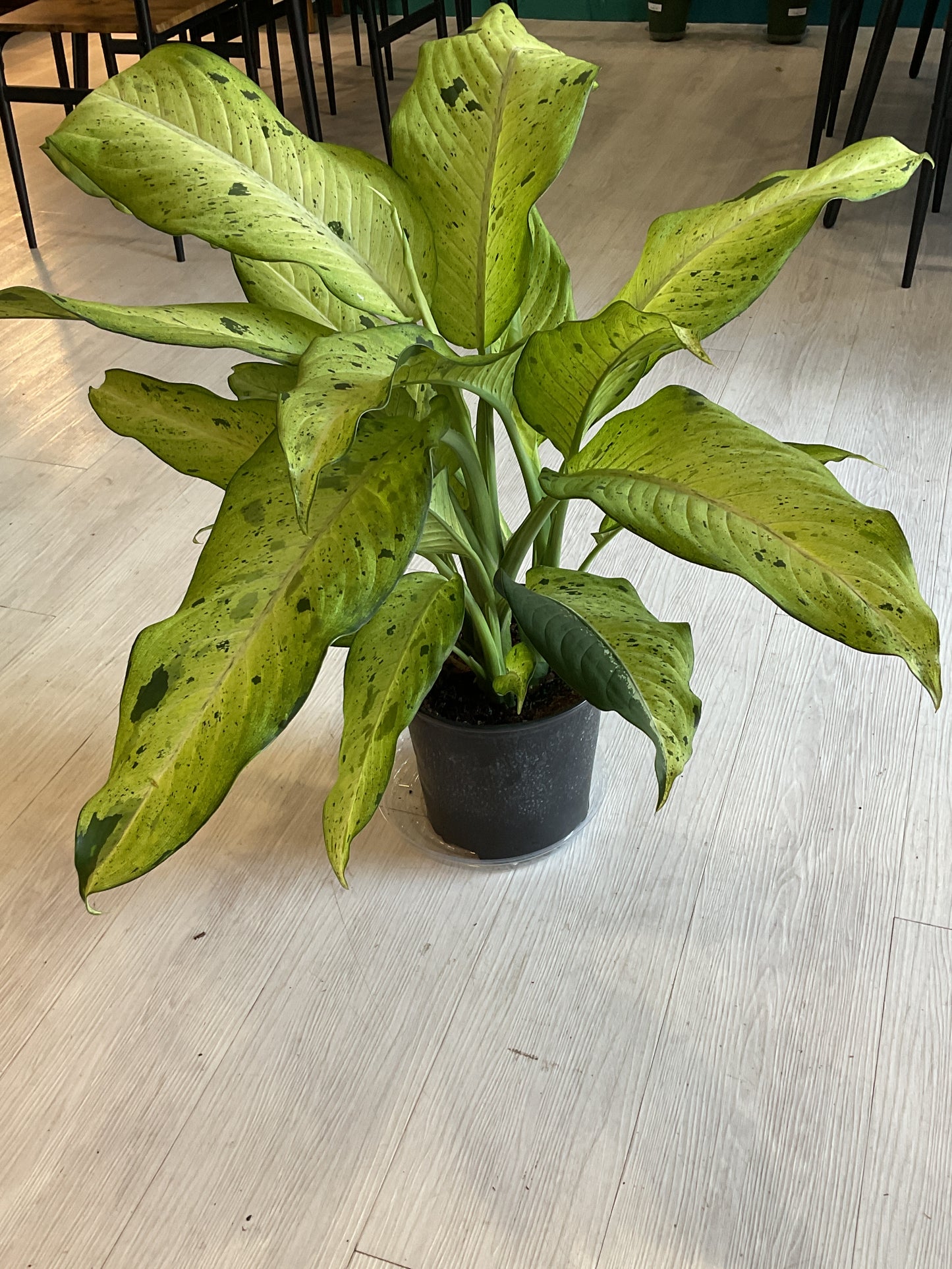 Dieffenbachia Camo 8"