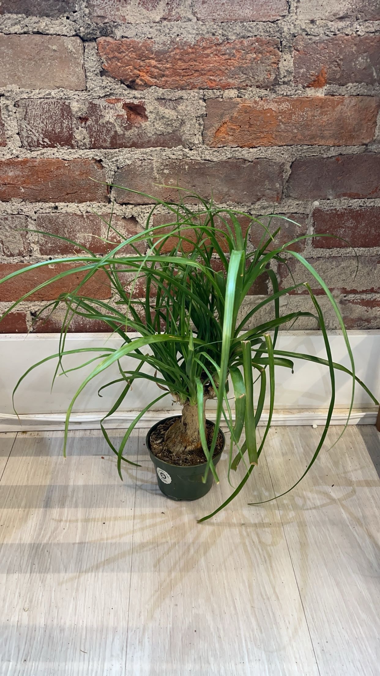 4” Ponytail Palm – SoCal Soul Plants & Gifts