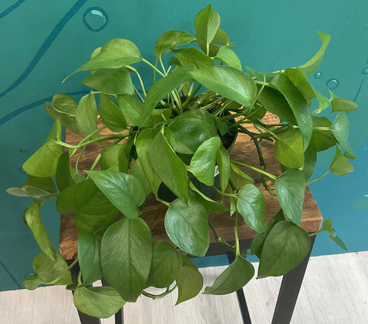 Pothos Jade 6”