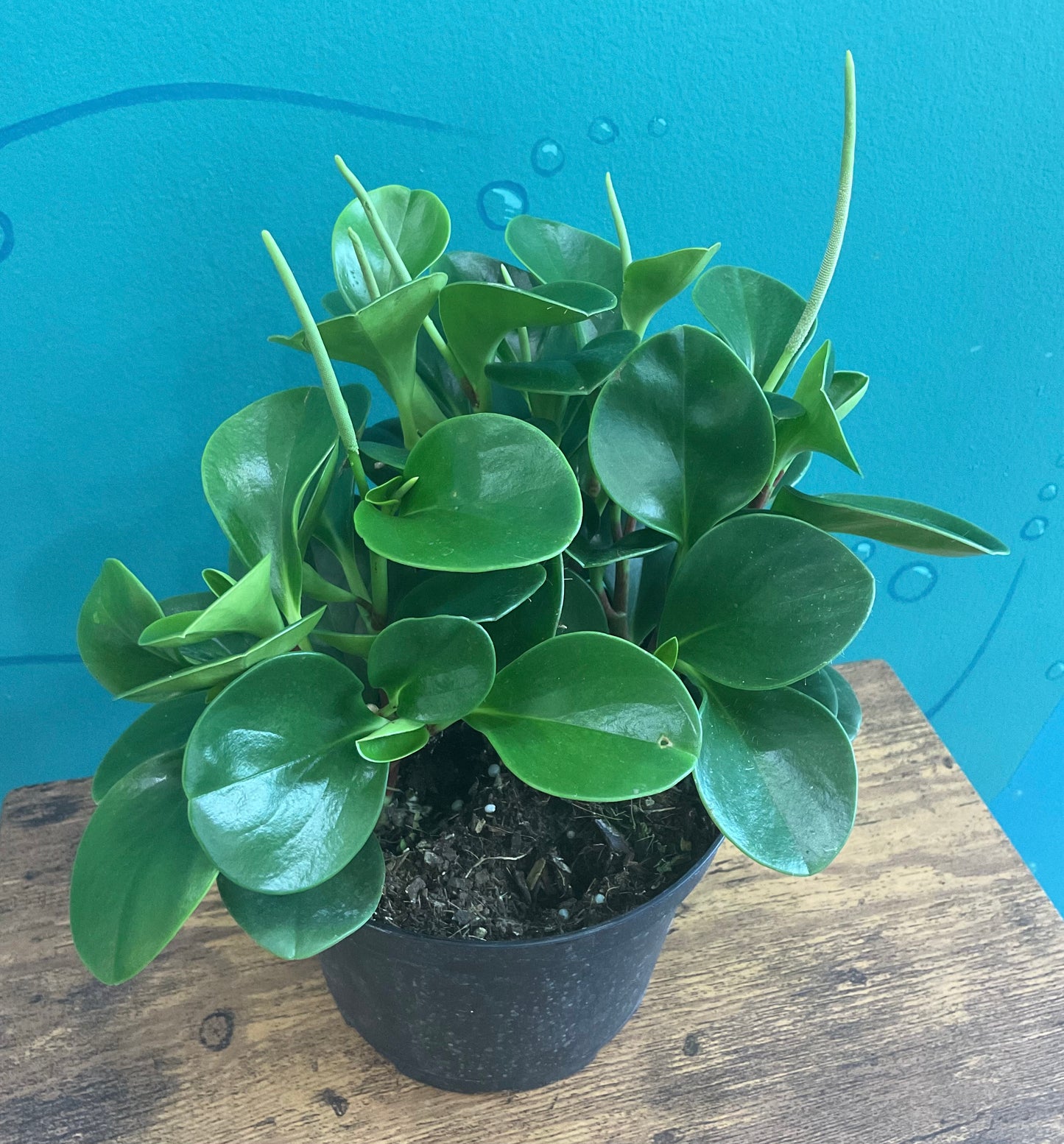 Peperomia 6”