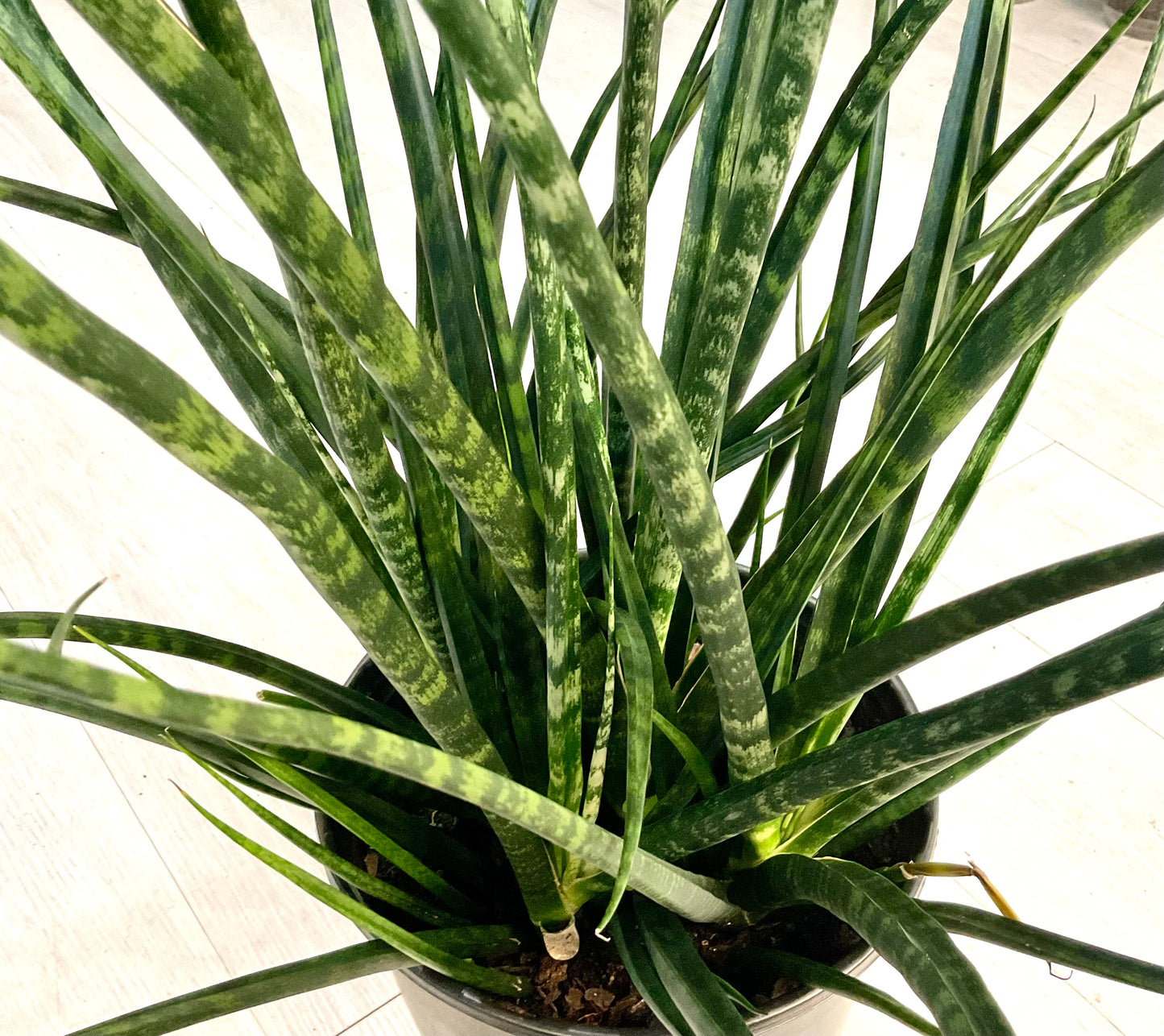 Snake Plant- Fernwood 10”