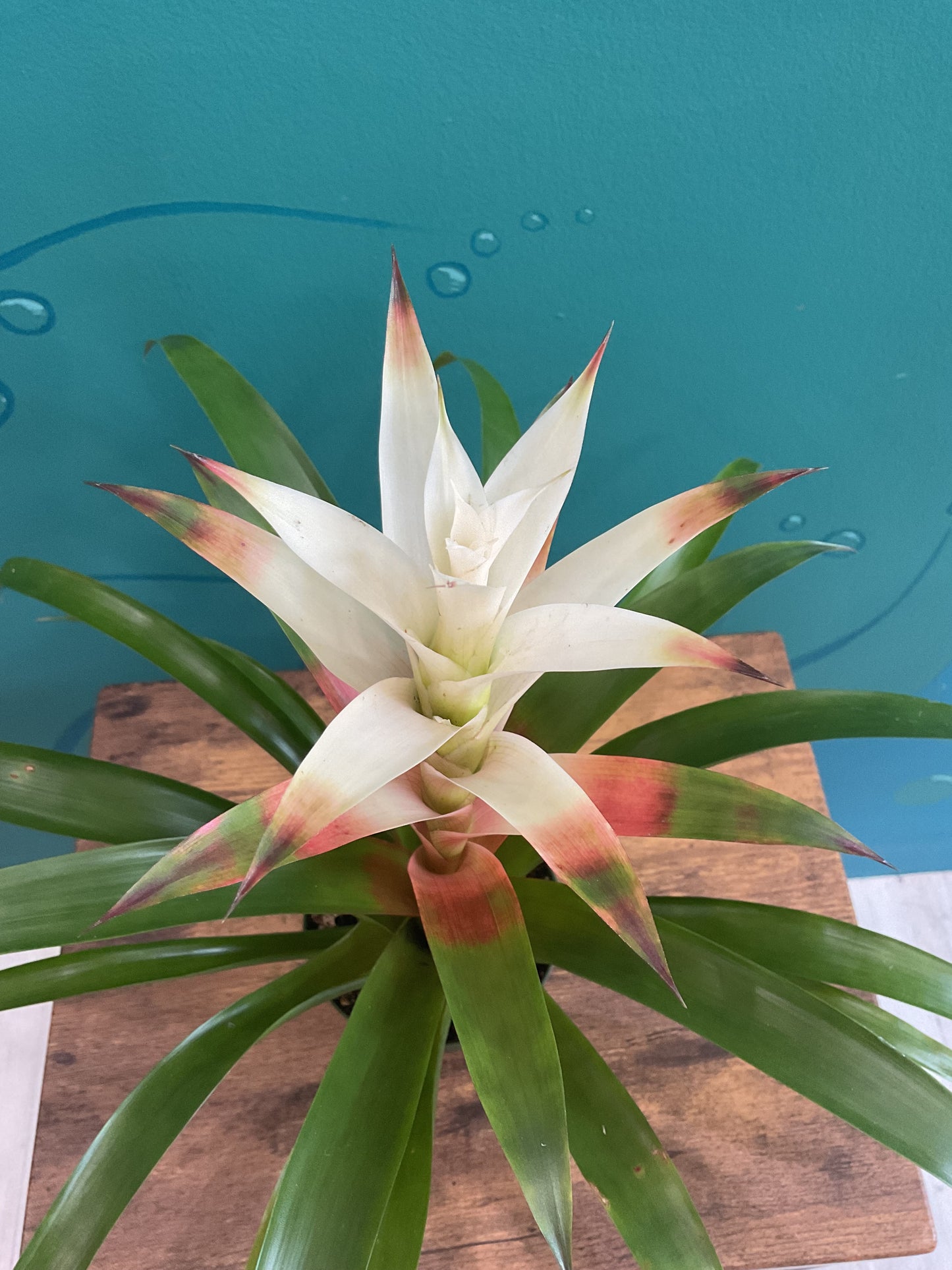 Bromeliad 4”