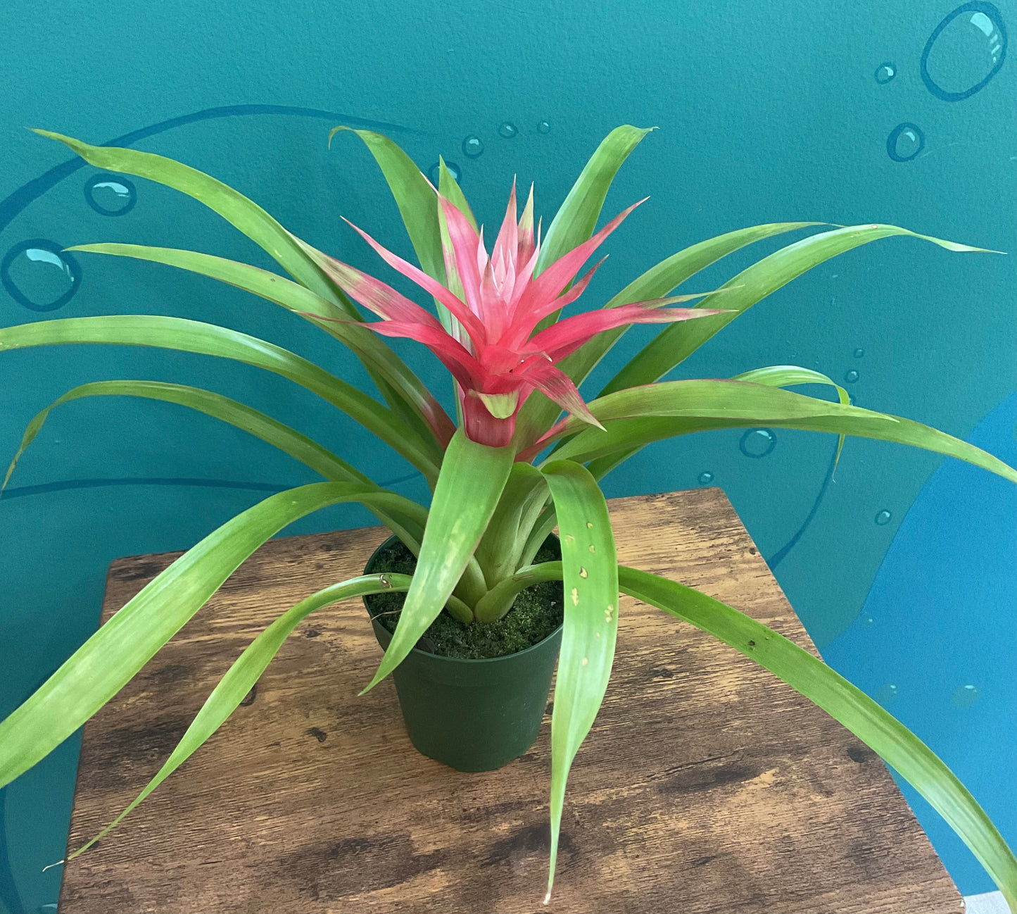 Bromeliad 4”