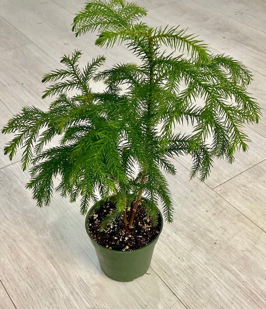 Norfolk Island Pine Tree 4”