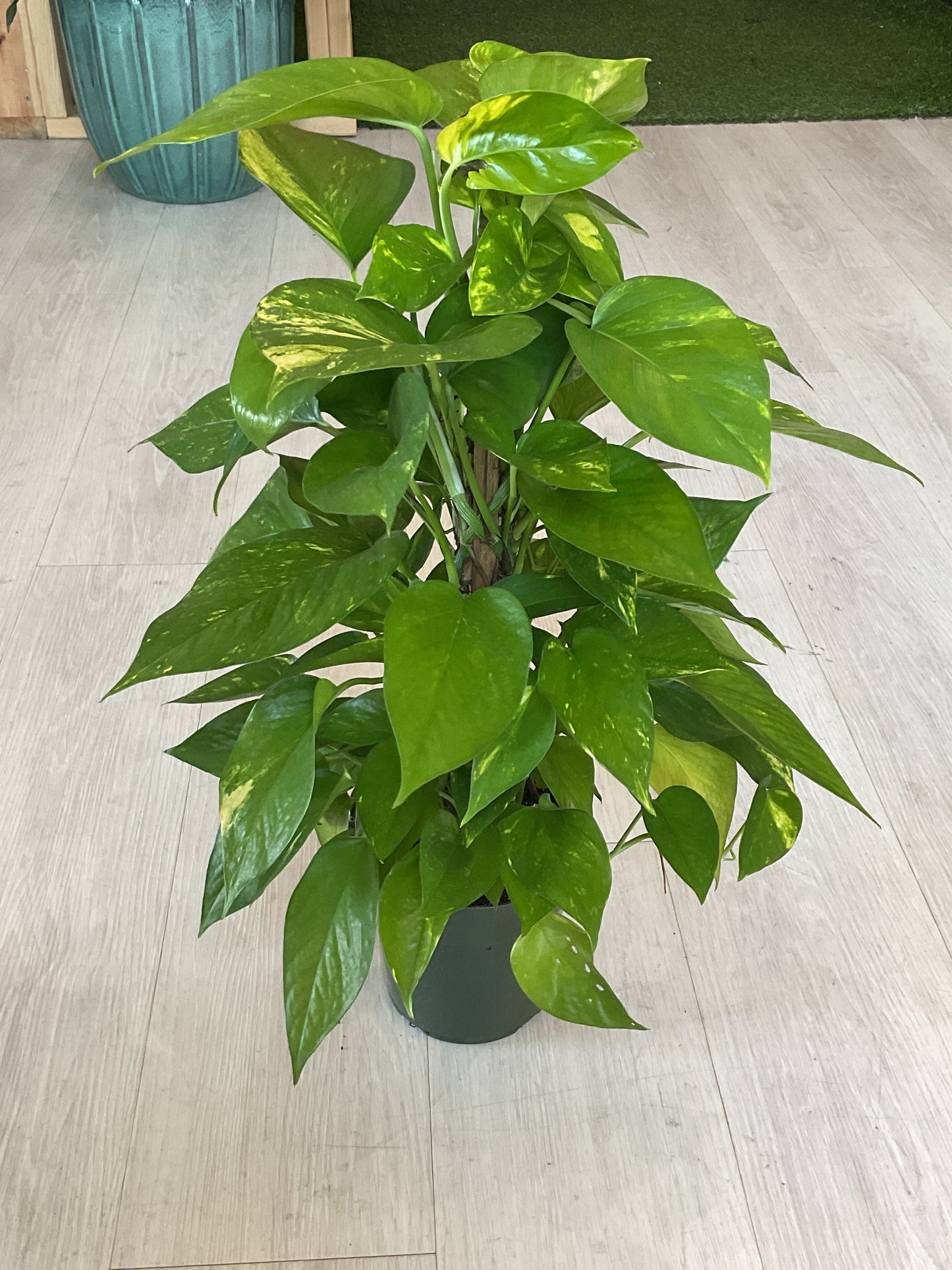 Pothos Climbing 6"