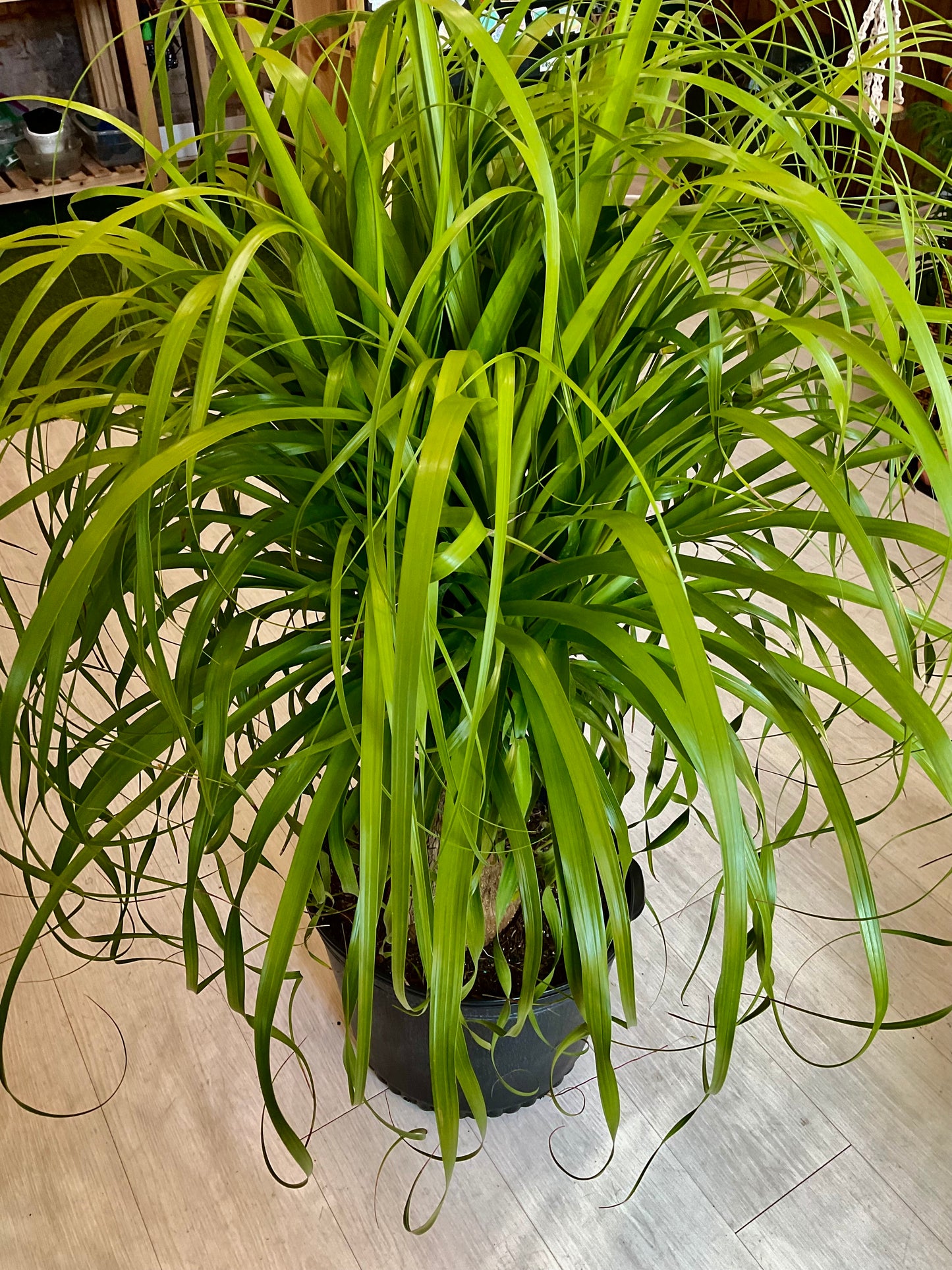 Ponytail Palm 14”