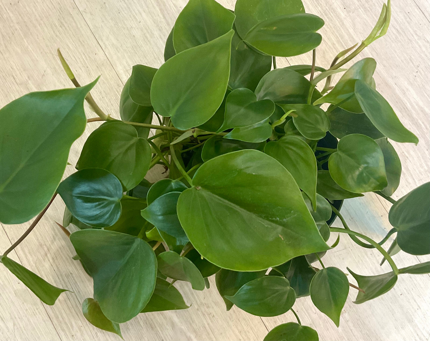 Philodendron Heartleaf  6”