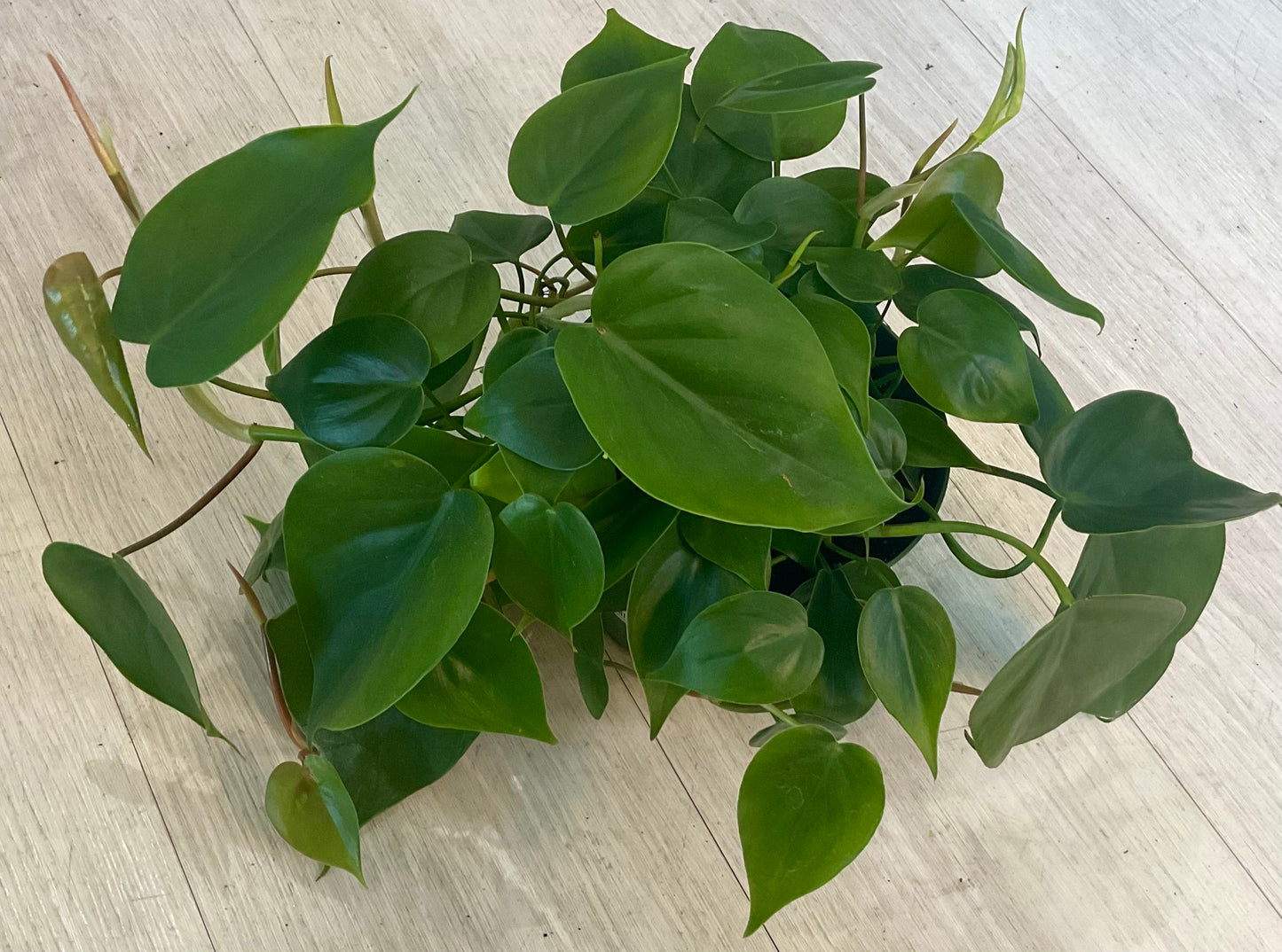 Philodendron Heartleaf  6”