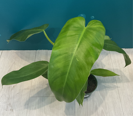 Philodendron Green Congo 4”