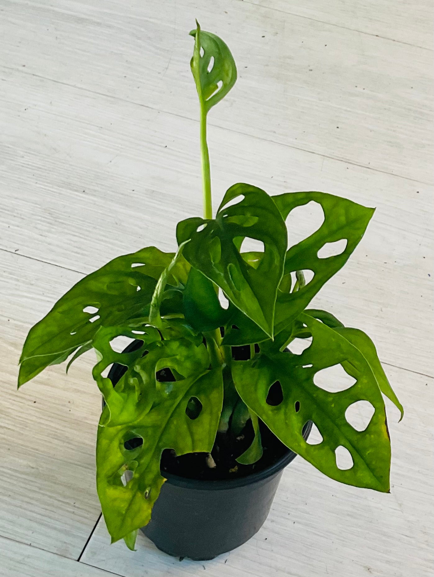 Monstera Adansonii 4"