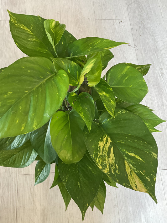 Pothos Climbing 6"