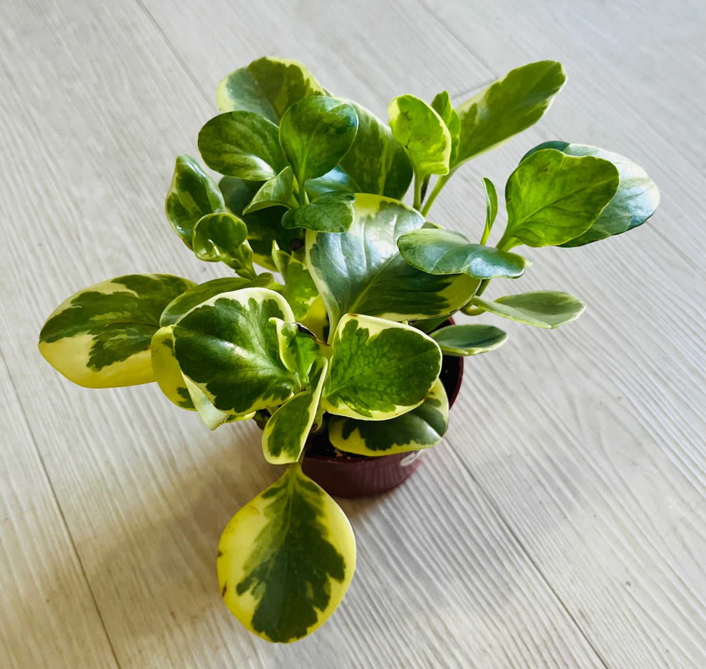 Peperomia Variegated 4”