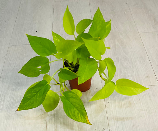 Pothos Neon 4"