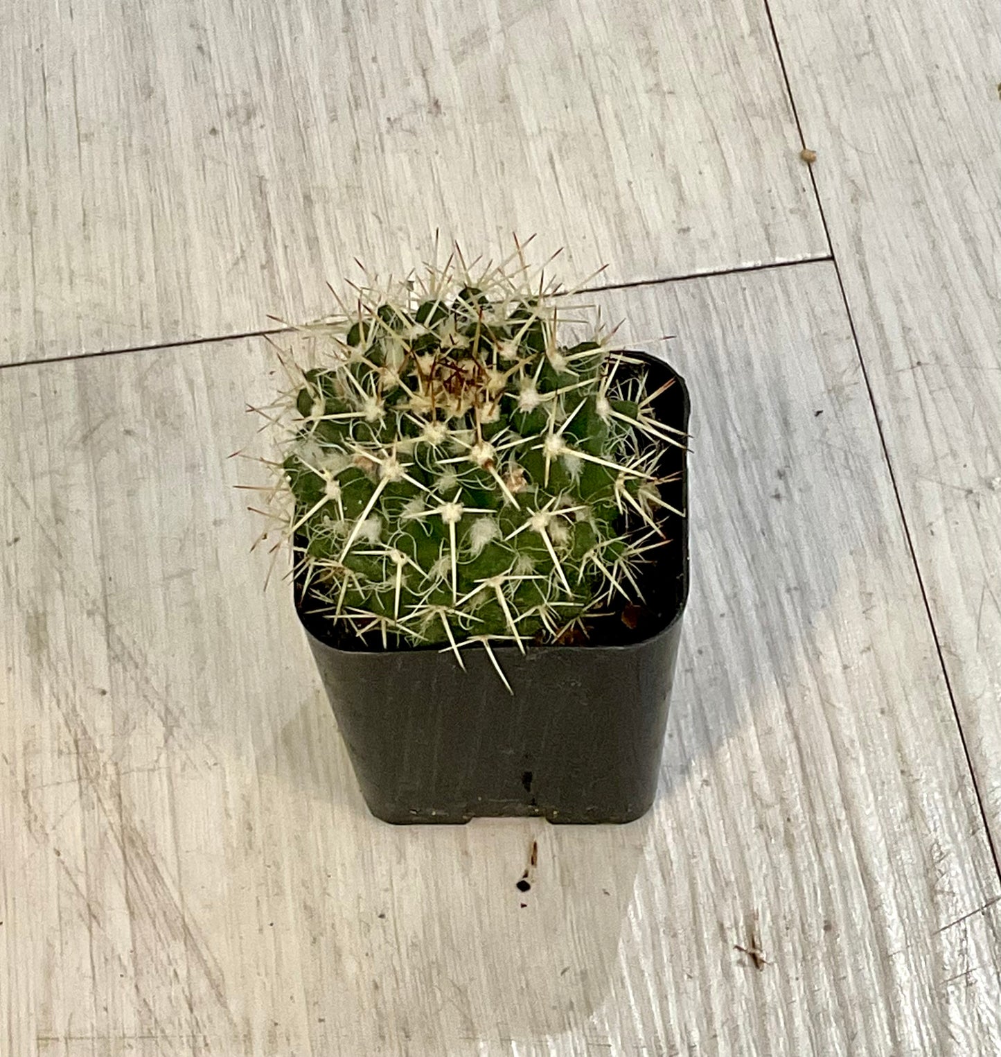 Cactus 2"