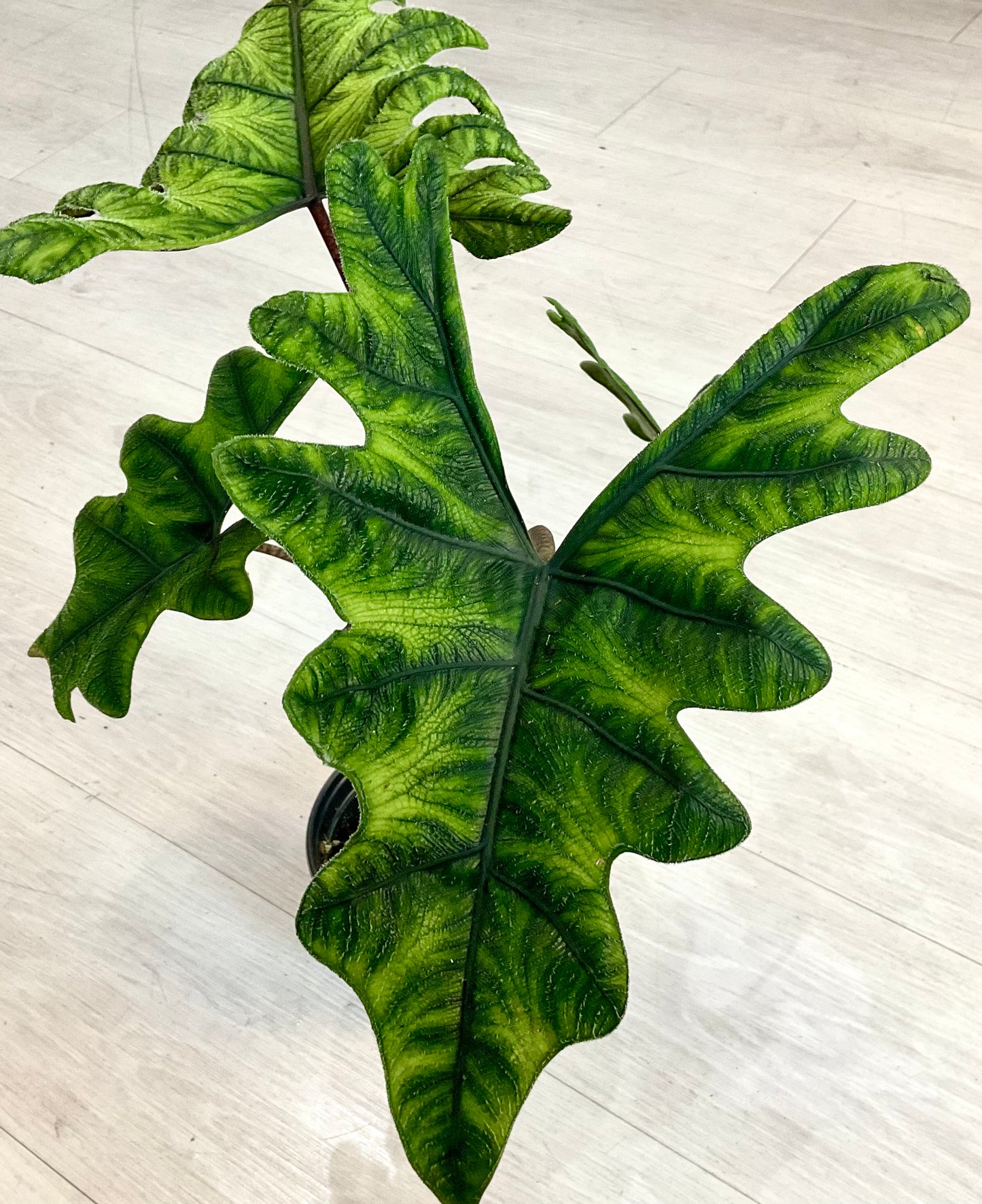 Alocasia Jacklyn 6"