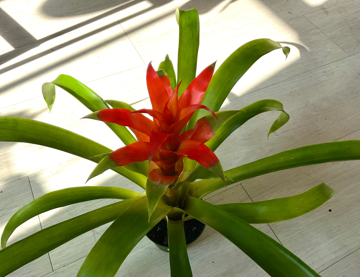 Bromeliad 4”