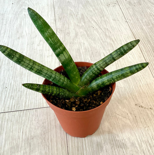 Snake Plant - Boncel Starfish 4"