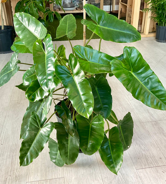 Philodendron Burle Marx 8"