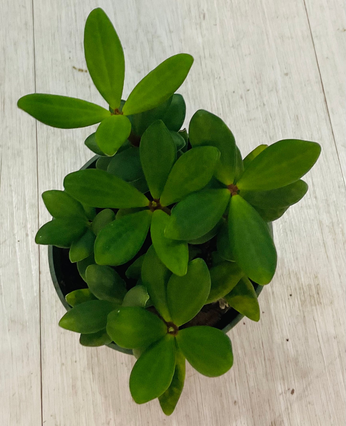 Peperomia Hope 4”