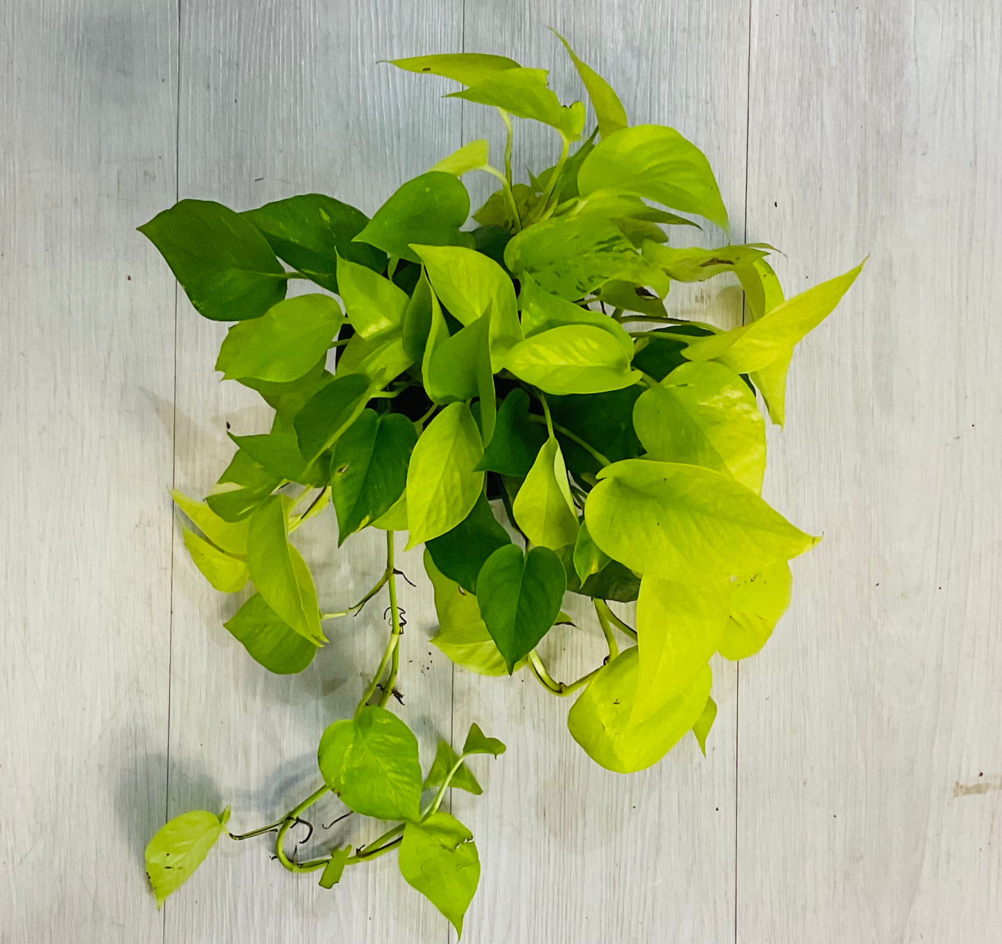 Pothos Neon 6”