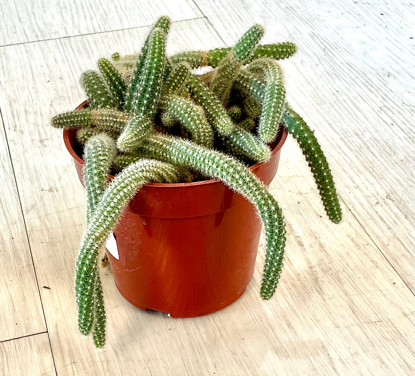 Cactus 4"