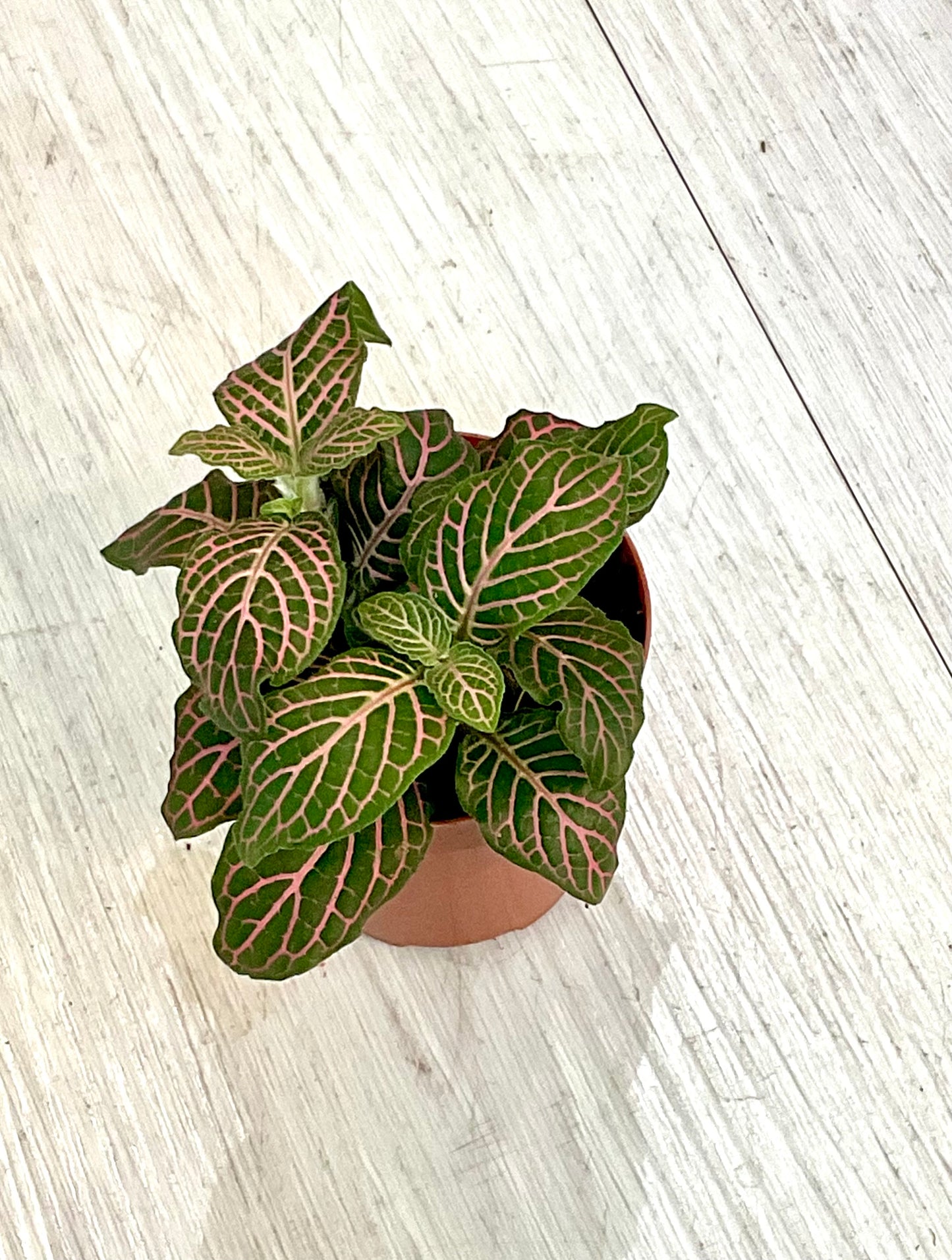 Houseplant 2"